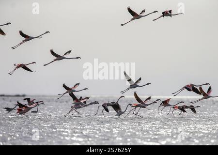 Divjaka, Karavasta, Albania. 18 gennaio 2025. I fenicotteri (Phoenicopterus roseus) sono visibili nel Parco nazionale della laguna di Karavasta a Divjaka, Albania. Gli ambientalisti temono che il nuovo aeroporto internazionale, in costruzione vicino alla città costiera di Valona, danneggerà la fauna e l'ecosistema locali di questa laguna, in quanto ospita molti uccelli migratori. (Credit Image: © Armando Babani/ZUMA Press Wire) SOLO PER USO EDITORIALE! Non per USO commerciale! Foto Stock