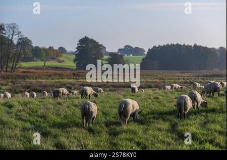 Pecora dalla testa nera (Ovis gmelini aries) su un pascolo lussureggiante, Rehna, Meclemburgo-Vorpommern, Germania, Europa Foto Stock