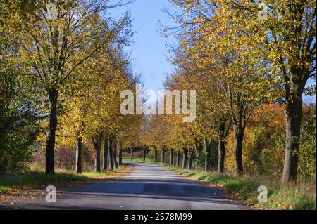 viale autunnale di alberi di tiglio su una strada di campagna, Bruetzkow Meclemburgo-Vorpmmern, Germania, Europa Foto Stock