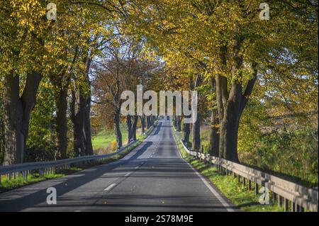 viale autunnale del tiglio (Tilia) e viale del castagno (Castanea) su una strada federale B 104, Lubecca-Rehna, Meclemburgo-Vorpommern, Germania, Europa Foto Stock