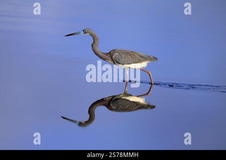 Heron tricolore (Egretta tricolor), adulto, in acqua, foraggiamento, Isola di Merritt, Black Point Wildlife Drive, Florida, Stati Uniti, Nord America Foto Stock