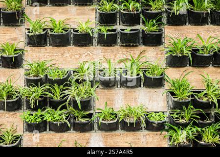 Giardino verticale con piante verdi in vasi neri su pareti in legno. Foto Stock