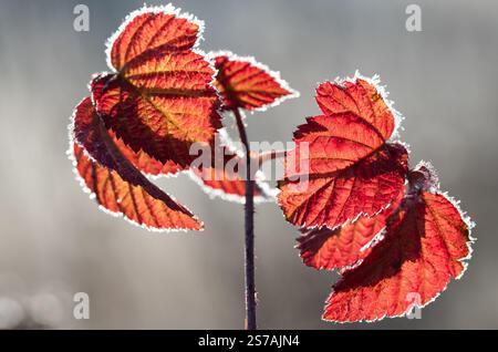 Primo piano di foglie rosse ricoperte di gelo in inverno. Il sole splende attraverso le foglie. Lo sfondo è grigio. Foto Stock