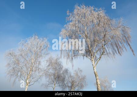 Le cime degli alberi di betulla ricoperte di ghiaccio contro un cielo blu. È inverno e freddo. Foto Stock