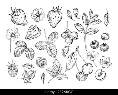Raccolta di frutti di bosco di illustrazioni vettoriali disegnate a mano con inchiostro. Illustrazione Vettoriale