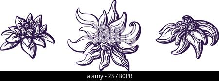 Fiore della stella alpina. Set di disegni a mano vettoriali. Impianto di montagna isolato. Simbolo rustico della Baviera e dell'Oktoberfest Illustrazione Vettoriale