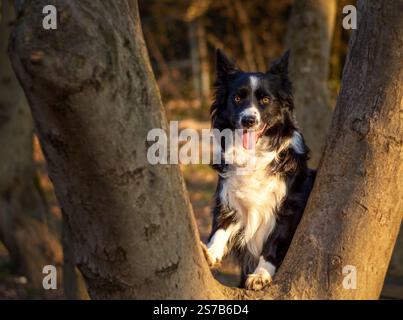 Cane Border Collie con pelliccia bianca e nera in piedi tra due tronchi di alberi in una foresta durante l'ora d'oro. Il cane sembra felice e vigile. Foto Stock
