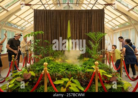 Sydnet, Australia. 19 gennaio 2025. Amorphophallus titanum, noto come il fiore del cadavere visto al Royal Botanic Garden di Sydney. Uno dei fiori più grandi e profumati del mondo sta per fiorire al Royal Botanic Garden Sydney in Australia. Bunga Bankai (indonesiano), Titan Arum o Amorphophallus titanum fiori per sole 24 ore, una volta ogni pochi anni. Credito: SOPA Images Limited/Alamy Live News Foto Stock