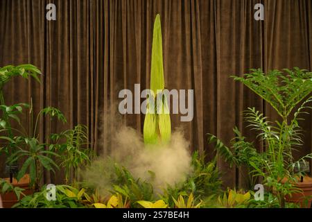 Amorphophallus titanum, noto come il fiore del cadavere visto al Royal Botanic Garden di Sydney. Uno dei fiori più grandi e profumati del mondo sta per fiorire al Royal Botanic Garden Sydney in Australia. Bunga Bankai (indonesiano), Titan Arum o Amorphophallus titanum fiori per sole 24 ore, una volta ogni pochi anni. Presente solo nelle foreste pluviali della parte occidentale di Sumatra, la rara pianta dei fiori cadaveri in pericolo è rinomata per l'odore di putridi, polpa marciante che circonda i fiori quando fiorisce. La gente ha descritto l'odore come calze bagnate, cibo caldo per gatti o pos. Marcire Foto Stock