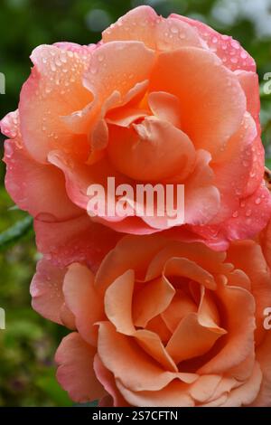 Primo piano di rosa delicato e rosa color pesca su sfondo con foglie verdi Foto Stock