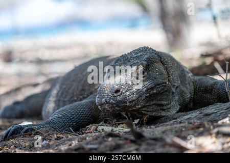 Ritratto di un drago di Komodo (Varanus komodoensis), trovato unicamente sulle isole di Komodo, Indonesia Foto Stock