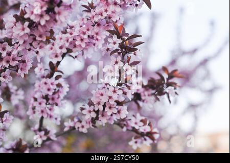 sfondo primaverile. un ramoscello in fiore di ciliegio selvatico sargent Foto Stock