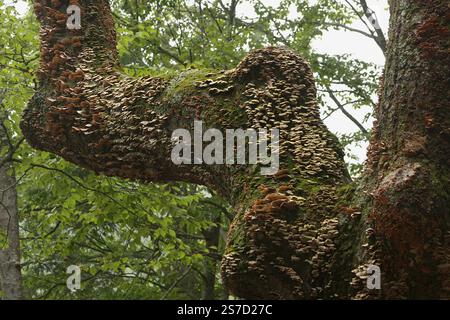 Virginia, Stati Uniti. Ancora in piedi vecchio albero ricoperto di funghi. Foto Stock