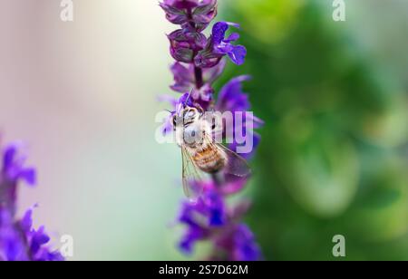 Primo piano di un'ape miele su un nettare di raccolta di fiori di salvia viola, Regno Unito. Foto Stock