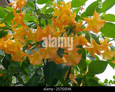 Brugmansia (Tromba D’angelo) - Pianta Tossica Per - Foto 5