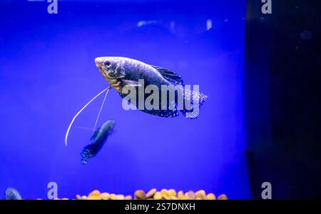 Blue Siamese Fighting Fish Blue Red Betta Splendens in Fish Tank Closeup Foto Stock