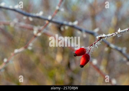 Due rose fianchi su un ramoscello ghiacciato scattate nell'inverno 2025 vicino a Grueningen in Germania, copyspace, sfondo sfocato Foto Stock