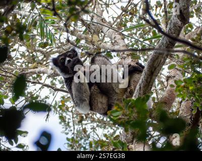 Indri (lemur, sifaka), giungla tropicale nell'isola del Madagascar Foto Stock
