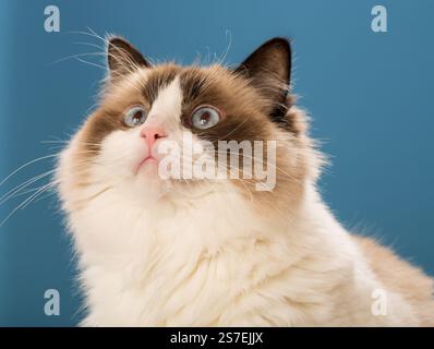 Gatto Ragdoll dagli occhi blu su sfondo blu. Foto Stock