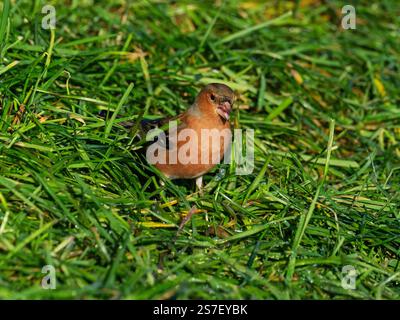 Maschio coeleb Fringilla comune a forma di zaffinch ai margini di un campo vicino a Cashmoor, Cranborne Chase, Dorset, Inghilterra, Regno Unito, gennaio 2022 Foto Stock