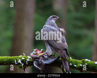 Goshawk settentrionale Accipiter gentilis femmina su un ramo muschio con prede Woodpicceon Columba palumbus, New Forest National Park, Hampshire, Inghilterra, Regno Unito, Foto Stock