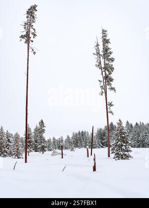 Alti pini si innalzano sopra gli altri in inverno Foto Stock