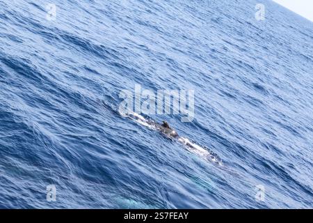Una balena sta nuotando nell'oceano. L'acqua è blu e calma. La balena è il punto focale principale dell'immagine Foto Stock