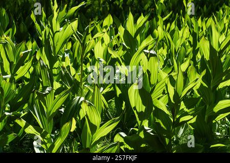 Giglio di mais, anche noto come piante di falsi Hellebore retroilluminate dalla luce del sole (Veratrum californicum) Foto Stock