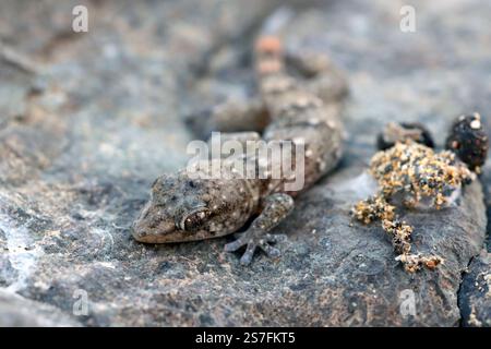 Il geco della parete di Boettger Tarentola boettgeri sotto una pietra stesa a terra. Gran Canaria. Isole Canarie. Spagna. Foto Stock