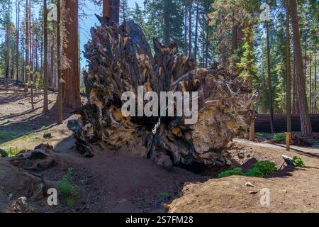 sequoia gigante sradicata con radici esposte e mostrate nella Sequoia National Forest della California Foto Stock