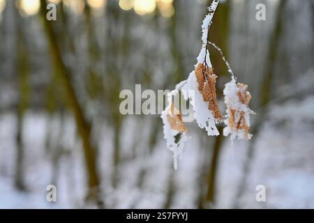 Una fotografia ravvicinata che cattura la delicata bellezza delle foglie autunnali ricoperte di gelo su un ramo. Le foglie dorate, parzialmente incrostate di neve Foto Stock