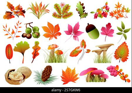 Foglie autunnali e piante isolate. Foglie cadute di diversi colori, ghiande, castagne, noci, funghi, coni di abete, rowan. Fascio di elementi floreali. Illustrazione vettoriale in design disegnato a mano Illustrazione Vettoriale