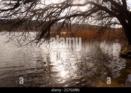Canne presso Loe Pool, il più grande lago d'acqua dolce della Cornovaglia Foto Stock