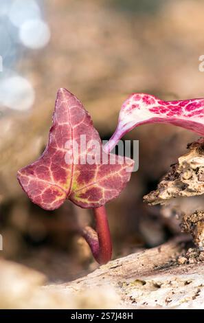 Macro primo piano di una piccola foglia di edera rossa (Hedera helix) attaccata a un tronco nel bosco, venature dettagliate di una pianta d'arrampicata sempreverde. Foto Stock