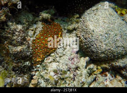 Scena sottomarina ravvicinata di barriere coralline rosse-marroni accanto a coralli morti, circondata da macerie nell'isola Bawean, Giava orientale, Indonesia Foto Stock