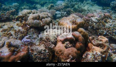Paesaggio sottomarino con vivaci barriere coralline, pesci da scuola, alghe, piante, circondato da barriere coralline morte nell'isola Bawean, Giava orientale Foto Stock