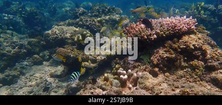 Paesaggio sottomarino con vivaci barriere coralline, pesci, alghe e piante della barriera corallina, circondato da barriere coralline morte nell'isola Bawean, Indonesia Foto Stock