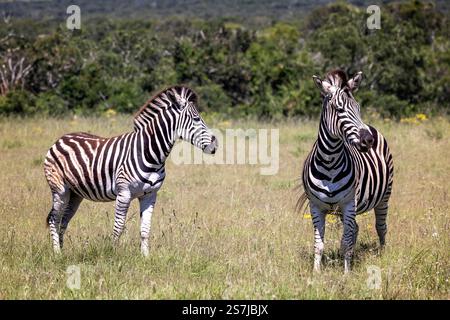 Un adulto e una giovane Plains Zebra in piedi in una radura nel Bush africano nel Parco Nazionale di Addo, Sudafrica Foto Stock