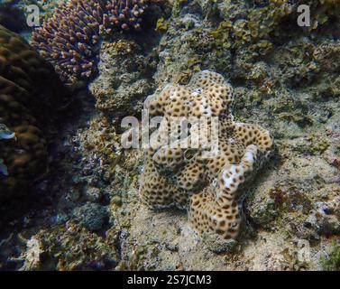 Primo piano di coralli duri marroni e bianchi circondati da coralli vivi morti e rossi, che mostrano la diversità marina nell'isola di Bawean, Giava orientale, Indonesia Foto Stock