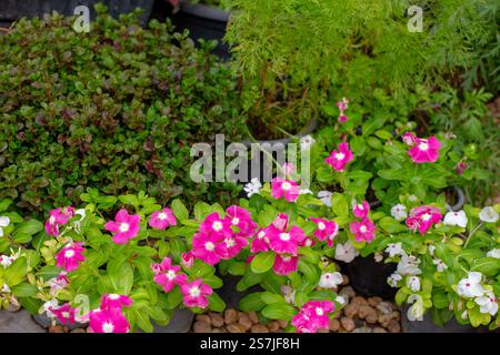 Catharanthus roseus o Madagascar periwinkle. Fiori tropicali in vasi e piante intorno. Design dell'area verde. Foto Stock