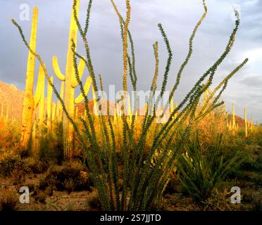 Al tramonto, un grande cactus ocotillo si erge di fronte a un grande gruppo di cactus saguaro nel Parco Nazionale del Saguaro. Tucson, Arizona Foto Stock
