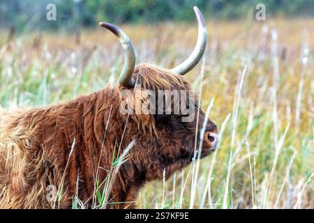 La mucca delle Highland è un erbivoro che pascolava su erba e arbusti. Foto scattata alla riserva naturale di Turvey, Dublino. Foto Stock