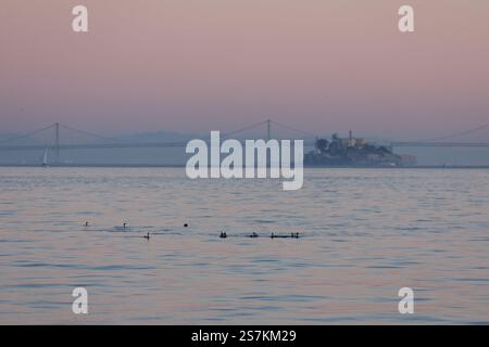 Luce blu e arancione al crepuscolo sugli uccelli che nuotano nella baia di San Francisco con Alcatraz Island con Bay Bridge sullo sfondo Foto Stock