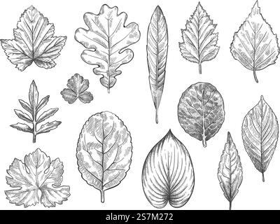 Disegna le foglie d'autunno. Fogliame autunnale disegnato a mano, elementi botanici di foglie forestali per pubblicità stagionale, invito o set di vettori tessili. Illustrazione isolata delle foglie di albero naturale incise. Disegna le foglie d'autunno. Fogliame autunnale disegnato a mano, elementi botanici di foglie forestali per pubblicità stagionale, invito o set di vettori tessili Illustrazione Vettoriale