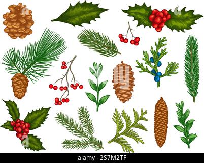 Floreale di Natale. Decorazioni natalizie invernali con fiori, punta rossa, vischio, foglie di agrifoglio con frutti di bosco, rami di abete, set vettoriale di coni di pino. Piante invernali colorate incise, elementi per carte. Floreale di Natale. Decorazioni natalizie invernali con fiori, punta rossa, vischio, foglie di agrifoglio con frutti di bosco, rami di abete, set vettoriale di coni di pino Illustrazione Vettoriale
