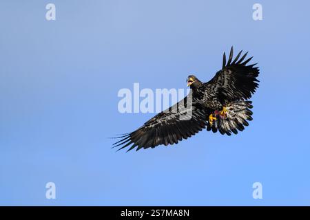 Aquila calva immatura in posa d'attacco volando nel cielo blu con carne in talon Foto Stock