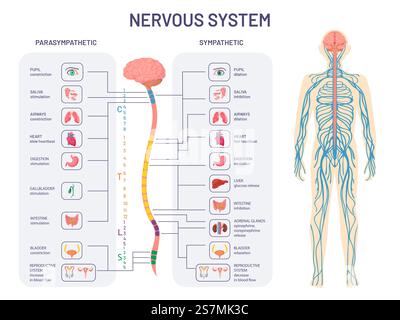 Sistema nervoso umano. Anatomia e funzioni dei nervi simpatici e parasimpatici. Il midollo spinale controlla il diagramma vettoriale degli organi interni del corpo. Illustrazione anatomia biologia nervo. Sistema nervoso umano. Anatomia e funzioni dei nervi simpatici e parasimpatici. Il midollo spinale controlla il diagramma vettoriale degli organi interni del corpo Illustrazione Vettoriale