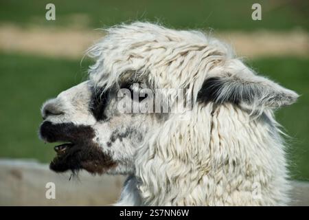 Ritratto di alpaca della nuova Zelanda Foto Stock