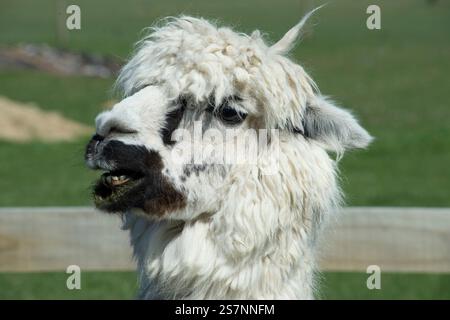 Ritratto di alpaca della nuova Zelanda Foto Stock