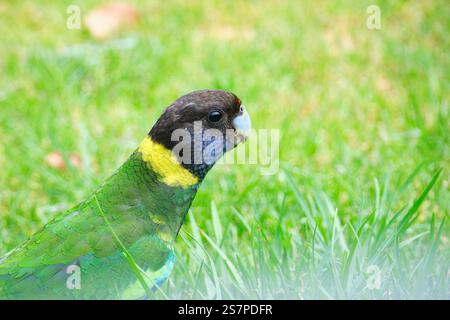 A Twenty Eight Parrot, Barnardius zonarius semitorquatus, una sottospecie dell'Australian Ringneck Parrot, Augusta, Australia Occidentale. Foto Stock